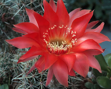 Echinopsis resmi