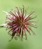 Image of avens