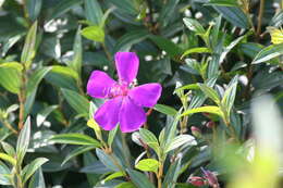 Imagem de Tibouchina