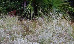 Image of Polygonella