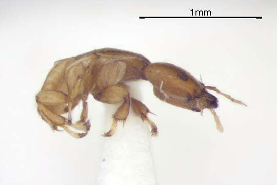 Image of Sycoscapter stabilis (Walker 1871)