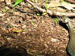 Image of Grass snakes