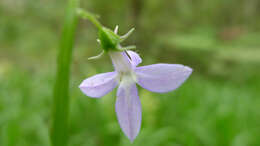 Image de Lobelia trigonocaulis F. Muell.