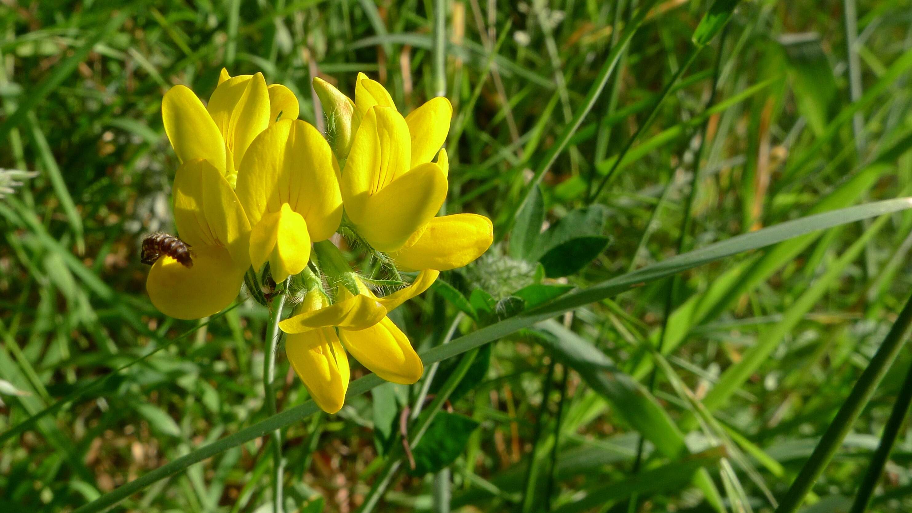 Image de Lotier des marais