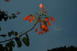 Image of Bauhinia coccinea (Lour.) DC.