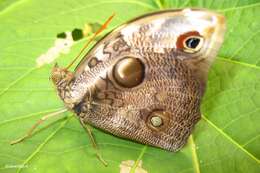 Image of Opsiphanes