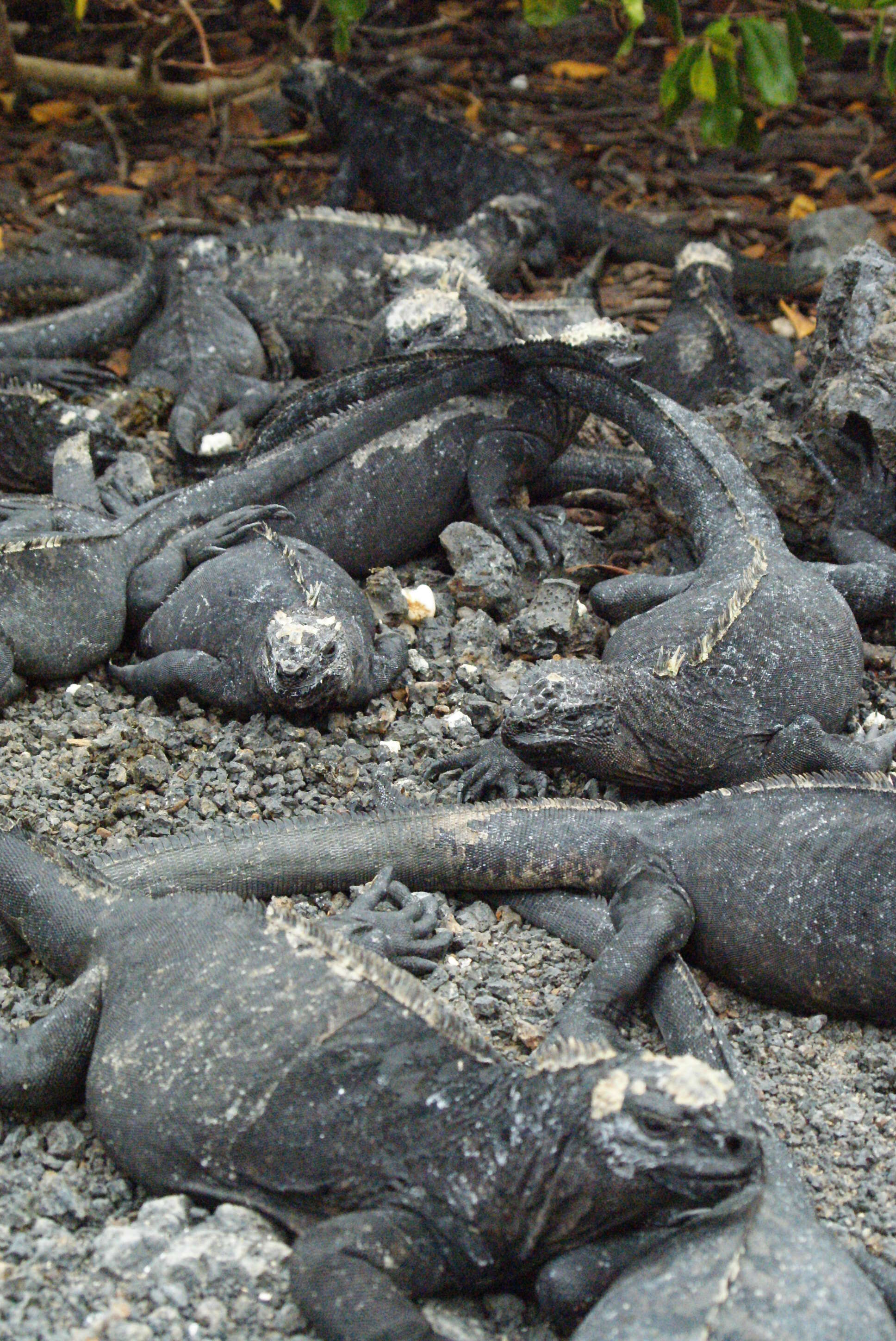 Image of marine iguana