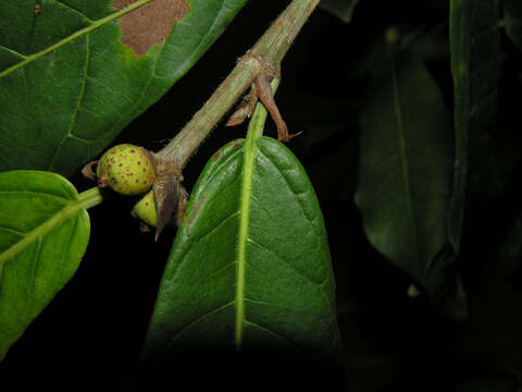 Ficus costaricana (Liebm.) Miq.的圖片