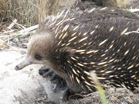 Image of Short-beaked Echidnas