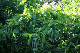 Image of catalpa