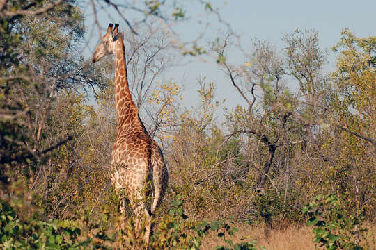 Plancia ëd Giraffa camelopardalis (Linnaeus 1758)