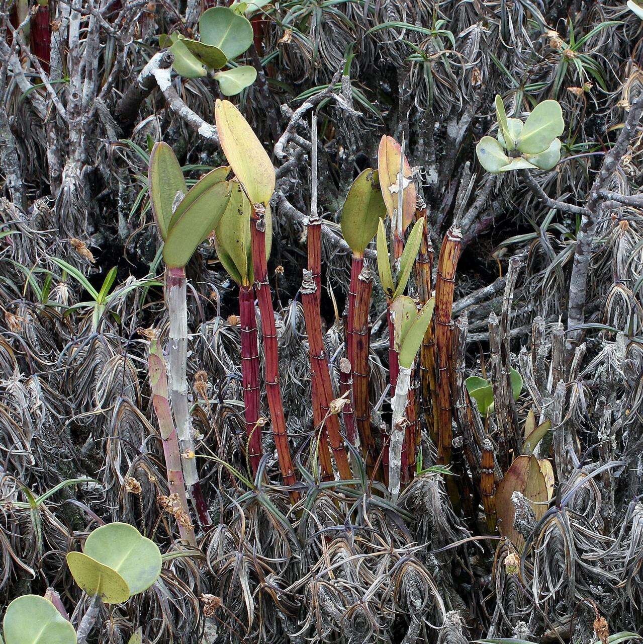 Image of Cattleya elongata Barb. Rodr.