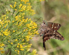 Image of Long-tailed Skipper