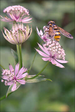 Imagem de Astrantia major subsp. major