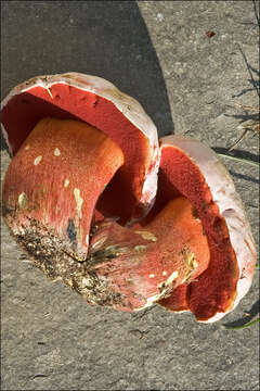 Image of Rubroboletus