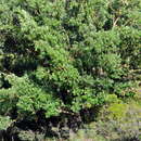 صورة Quercus faginea subsp. faginea