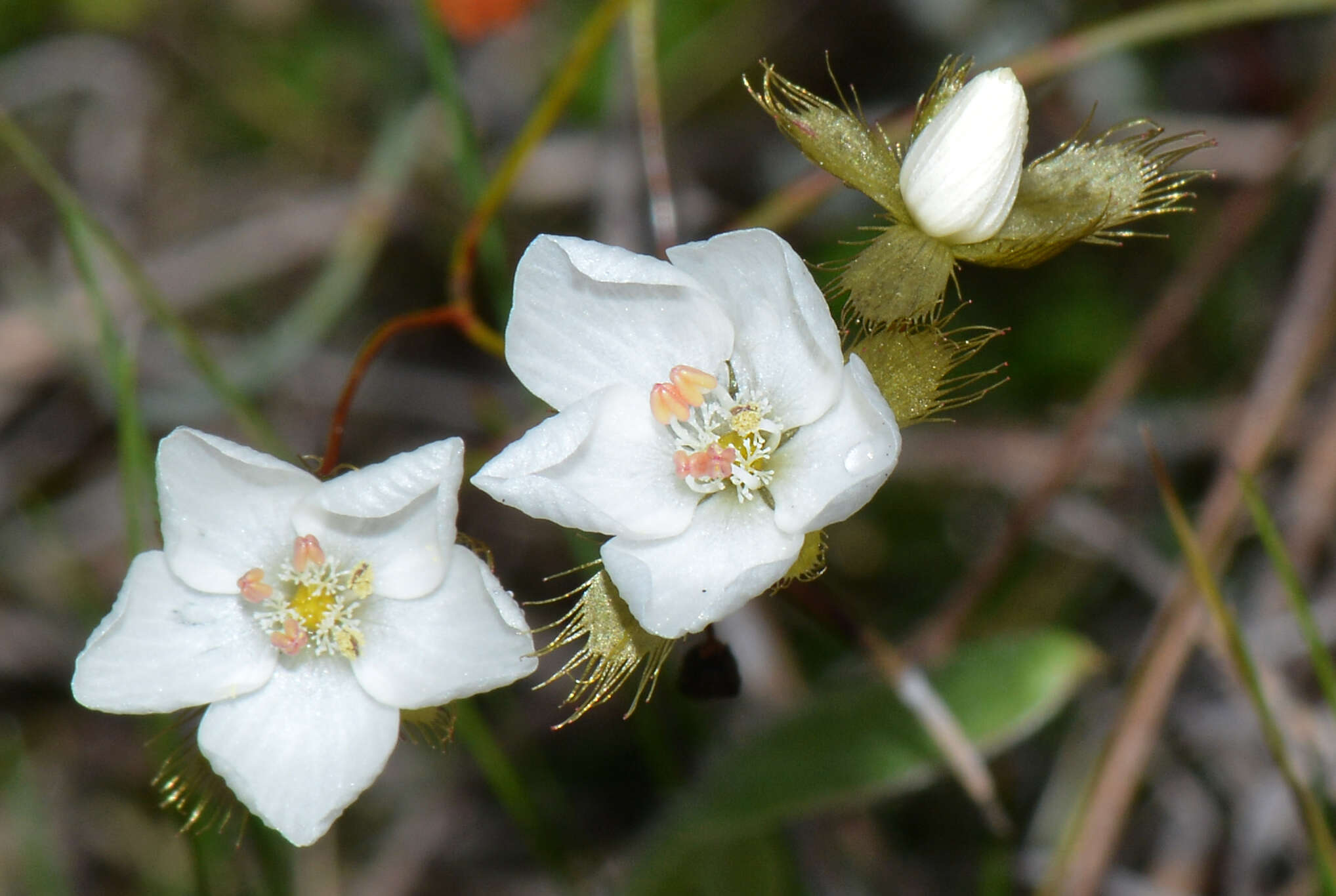 Image of Drosera huegelii Endl.