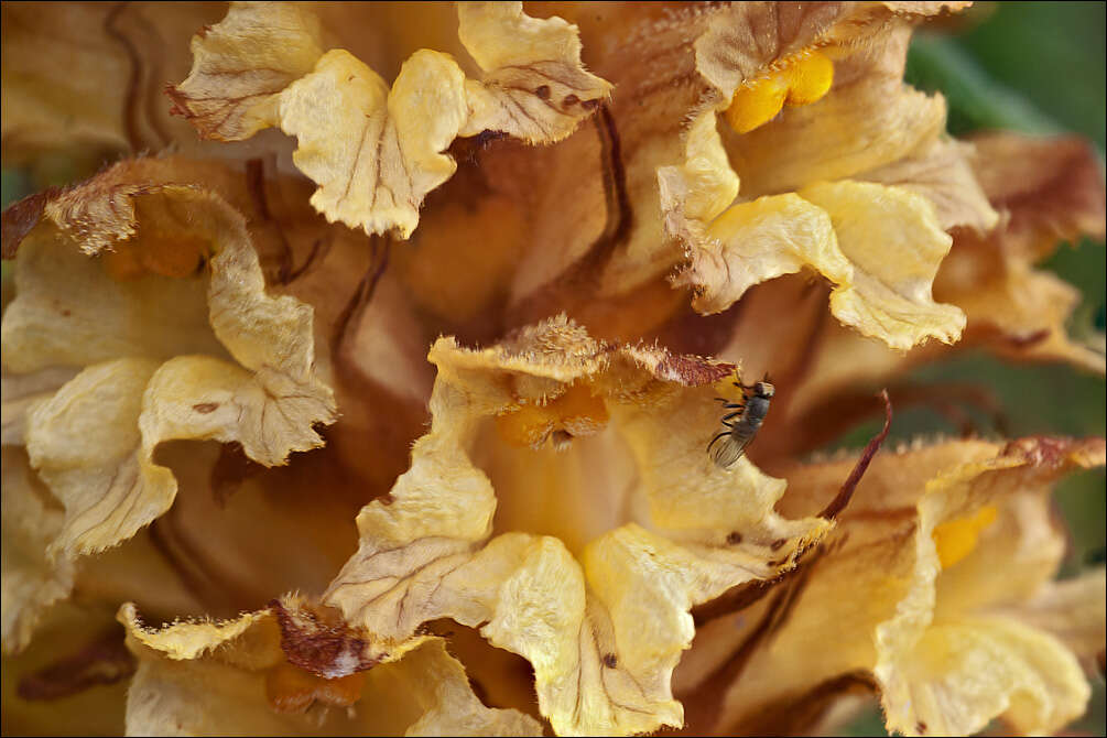 Image of Orobanche laserpitii-sileris Reut. ex Jordan