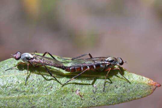 Image of Taenogerella elizabethae Winterton, Irwin & Yeates 1999