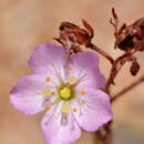 Image of Drosera nitidula subsp. omissa (Diels) N. Marchant & Lowrie