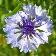 Image of knapweed