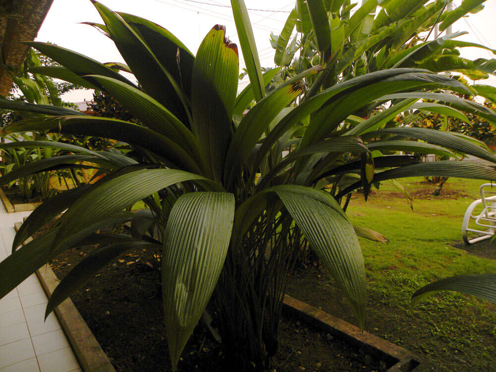 Image of Palm-Grass