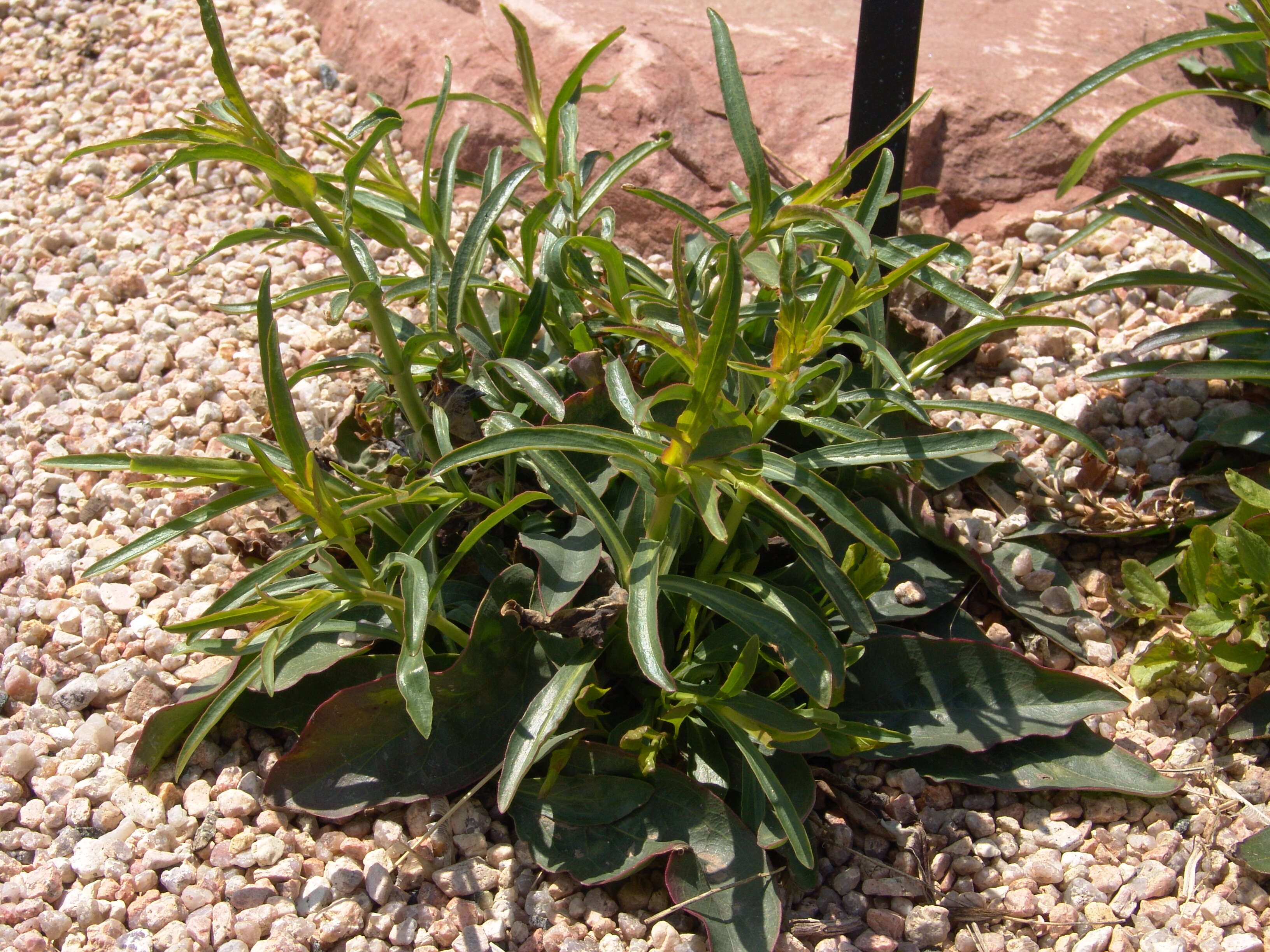 Penstemon eatonii A. Gray resmi