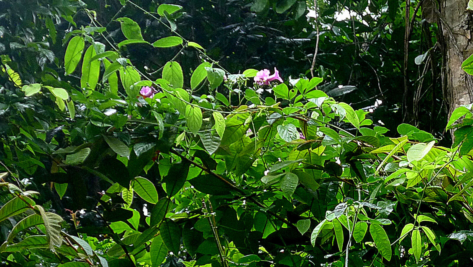 Plancia ëd Ipomoea batatoides Choisy