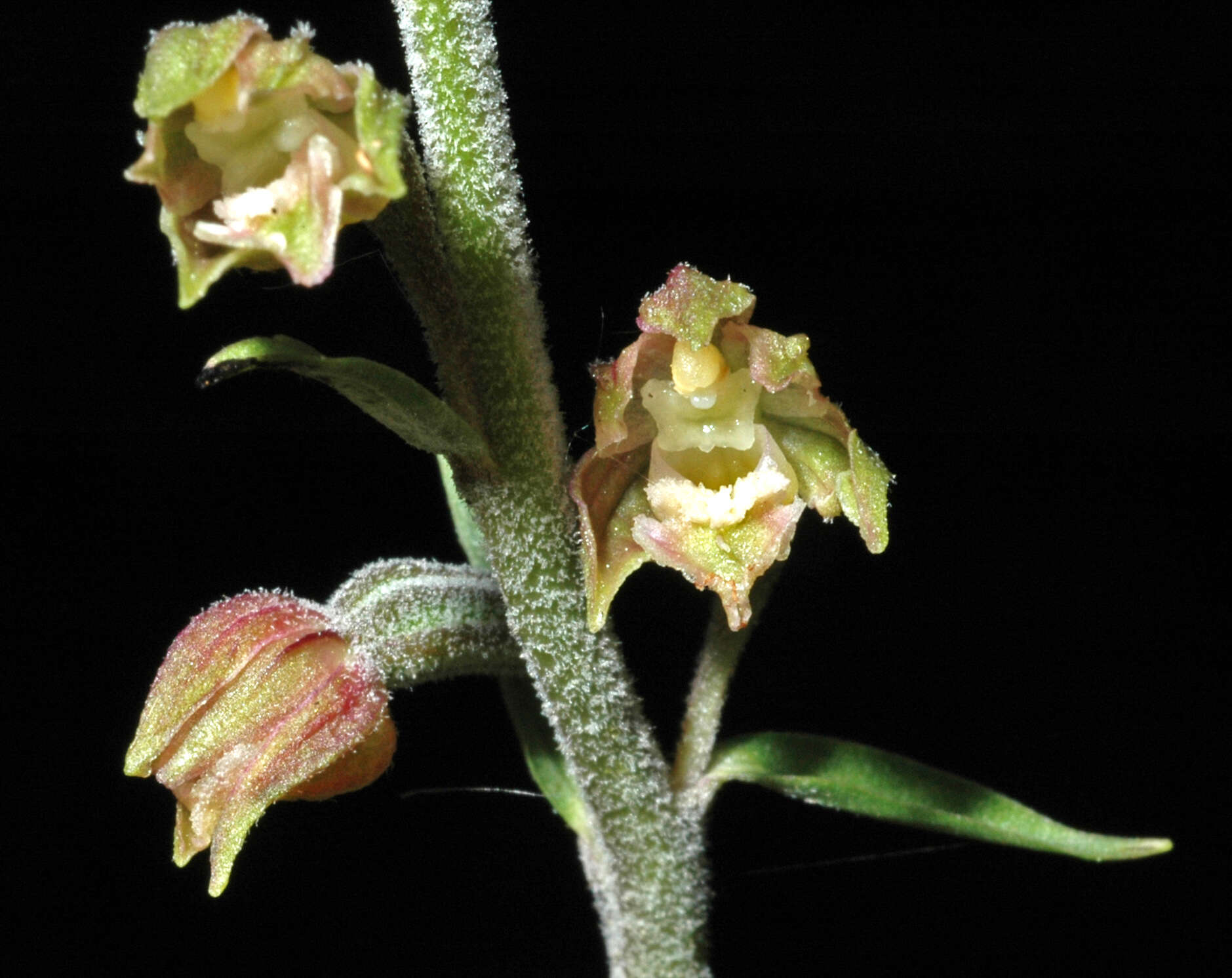 Image of Helleborine