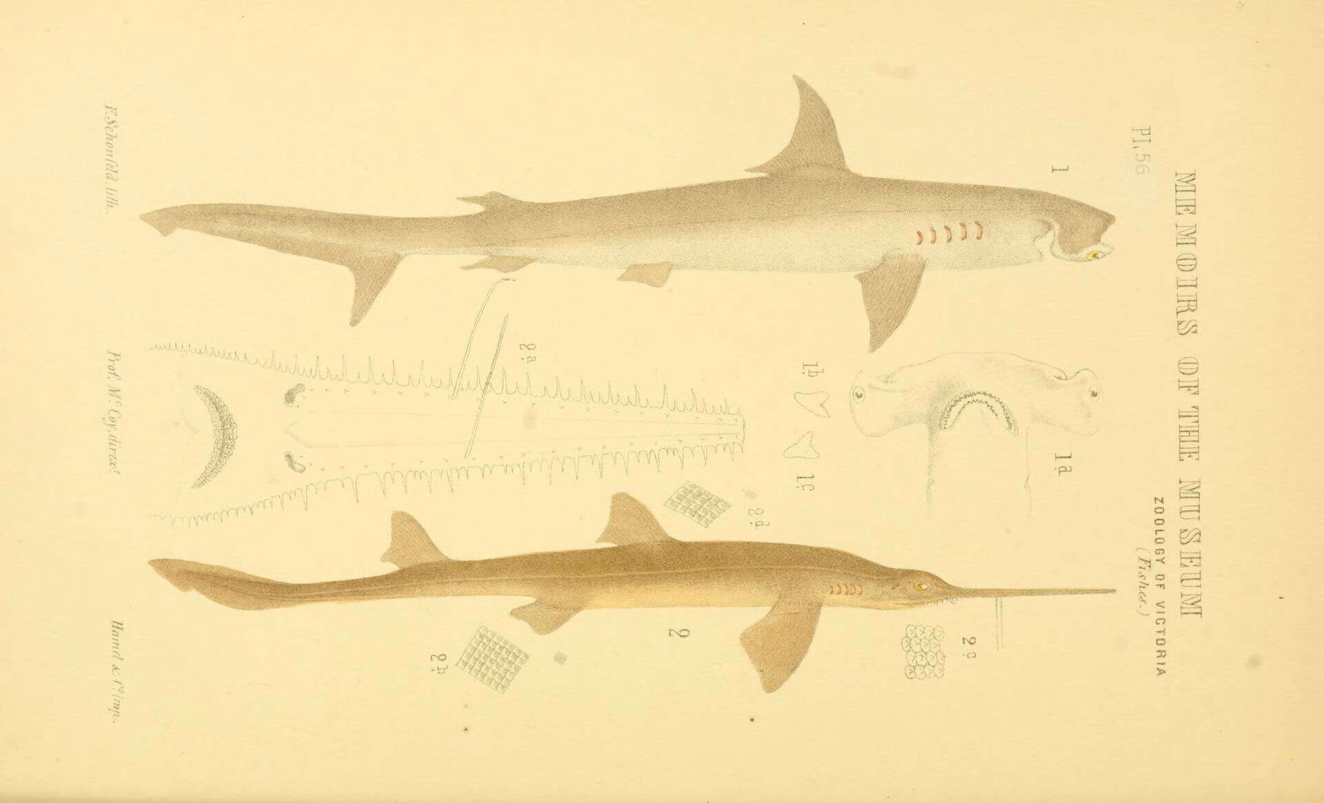 Image of Hammerhead shark