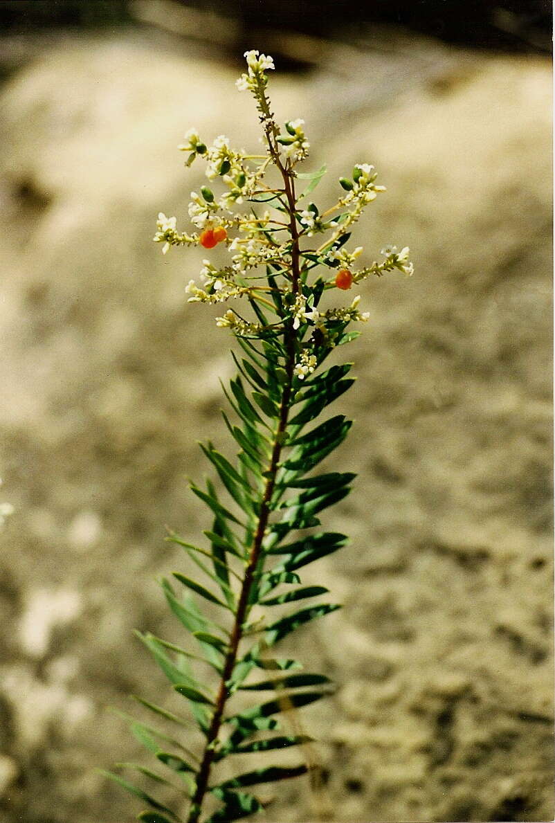 Image of Flax-Leaved Daphne