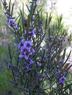 Hovea graniticola I. Thomps.的圖片