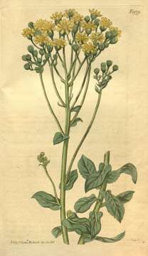 Image of Othonna parviflora L.