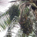 Image of wax palm