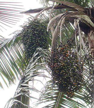 Image of ceroxylon palm