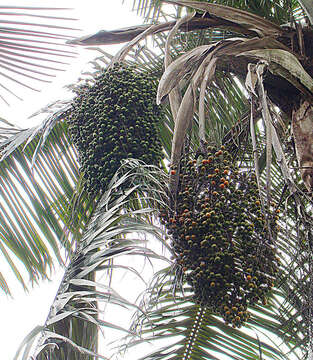 Image of wax palm