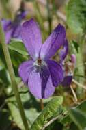 Image of early dog-violet