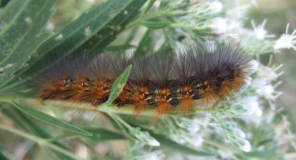 Image of Salt Marsh Moth