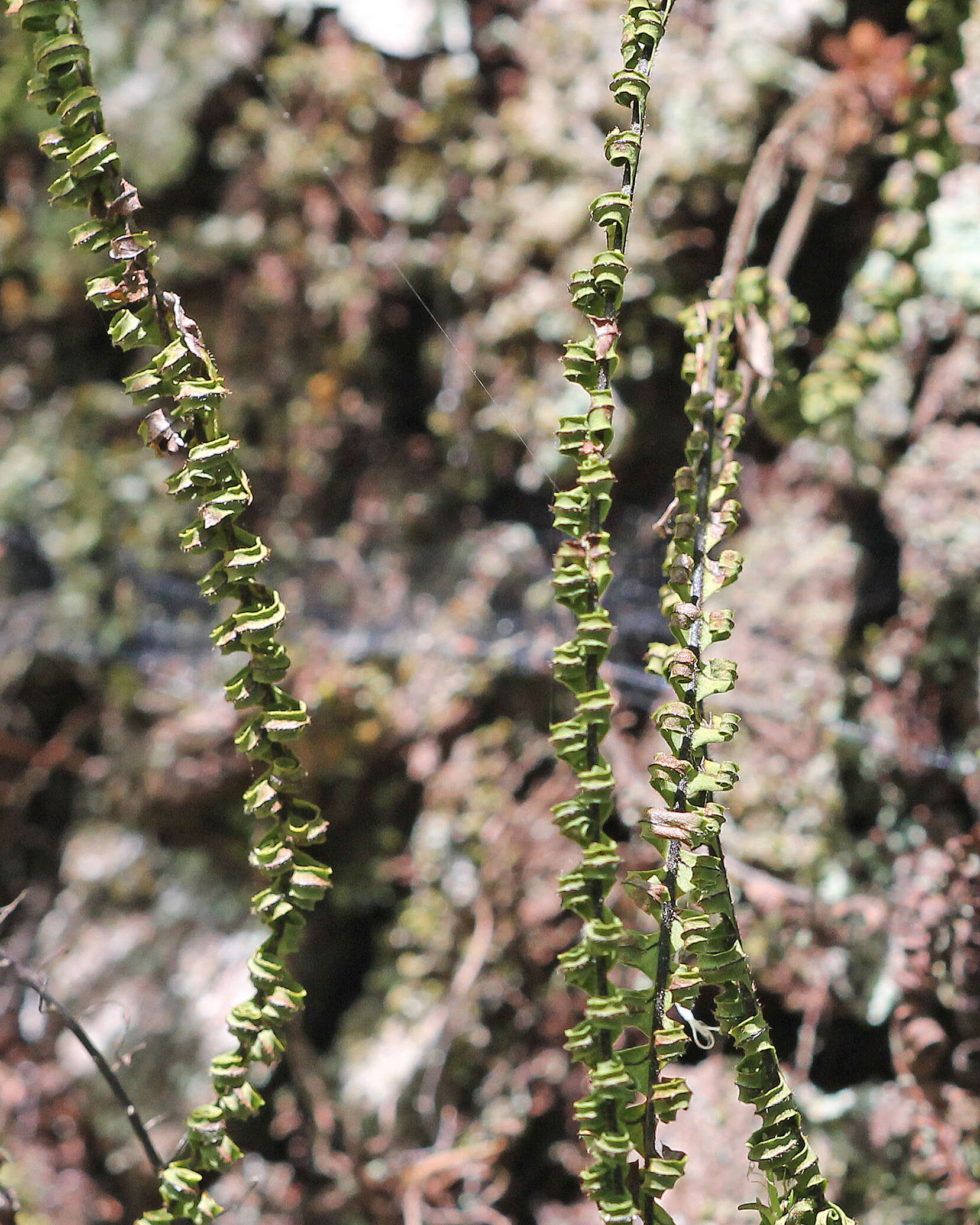 Image of rockcap fern