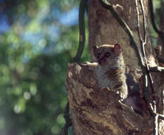 Image of sportive lemurs