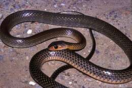 Image of Asian Rat Snakes