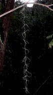 Image of Spanish moss