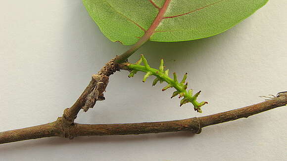 Image of Coccoloba oblonga Lindau