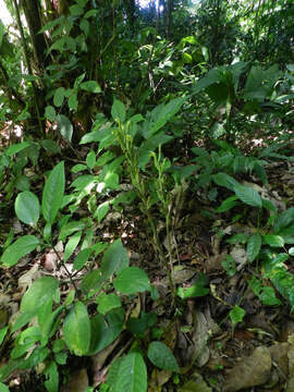 Sarcoglottis sceptrodes (Rchb. fil.) Schltr.的圖片