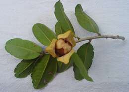 Image of Annona