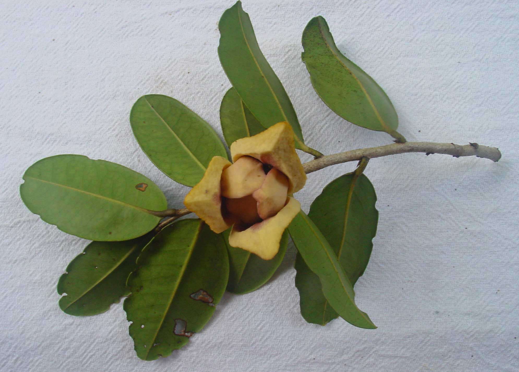 Image of Annona