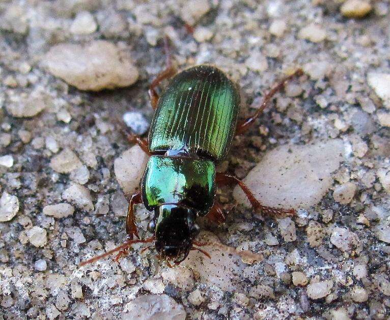 Image of Ground beetle