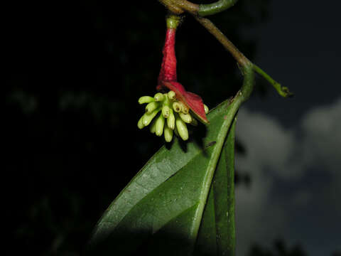 Image of Desmopsis verrucipes Chatrou, G. E. Schatz & N. Zamora