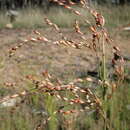 Imagem de Juncus remotiflorus L. A. S. Johnson