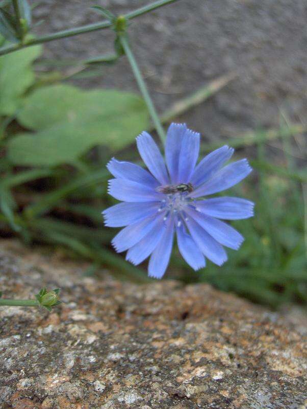 Image of chicory